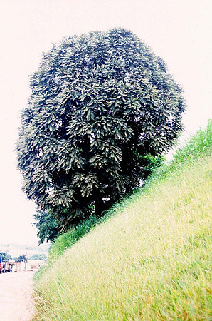 Elas no Caminho nº2, exposição individual em 06|2008 no Espaço Cultural Tote, Campinas SP
